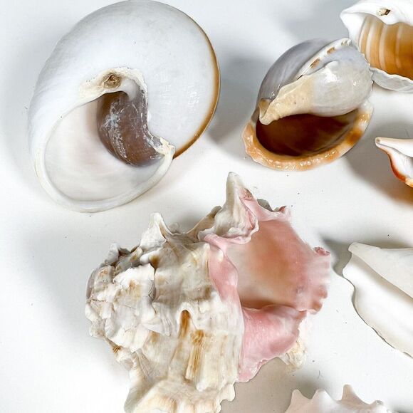 Lot of 10 Sea Shells - Various shapes and sizes - Picture 12 of 12